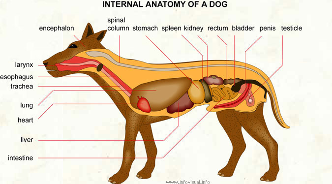 Internal anatomy of a dog